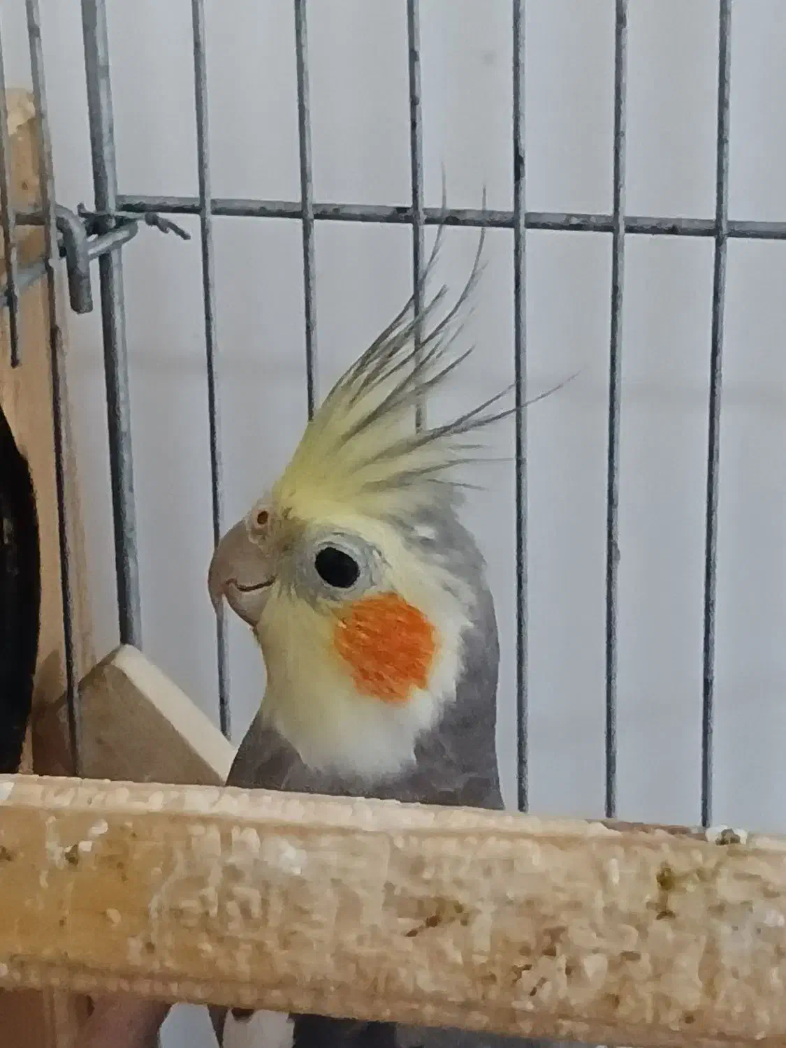 عروس هلندی|پرنده|میناب, |دیوار