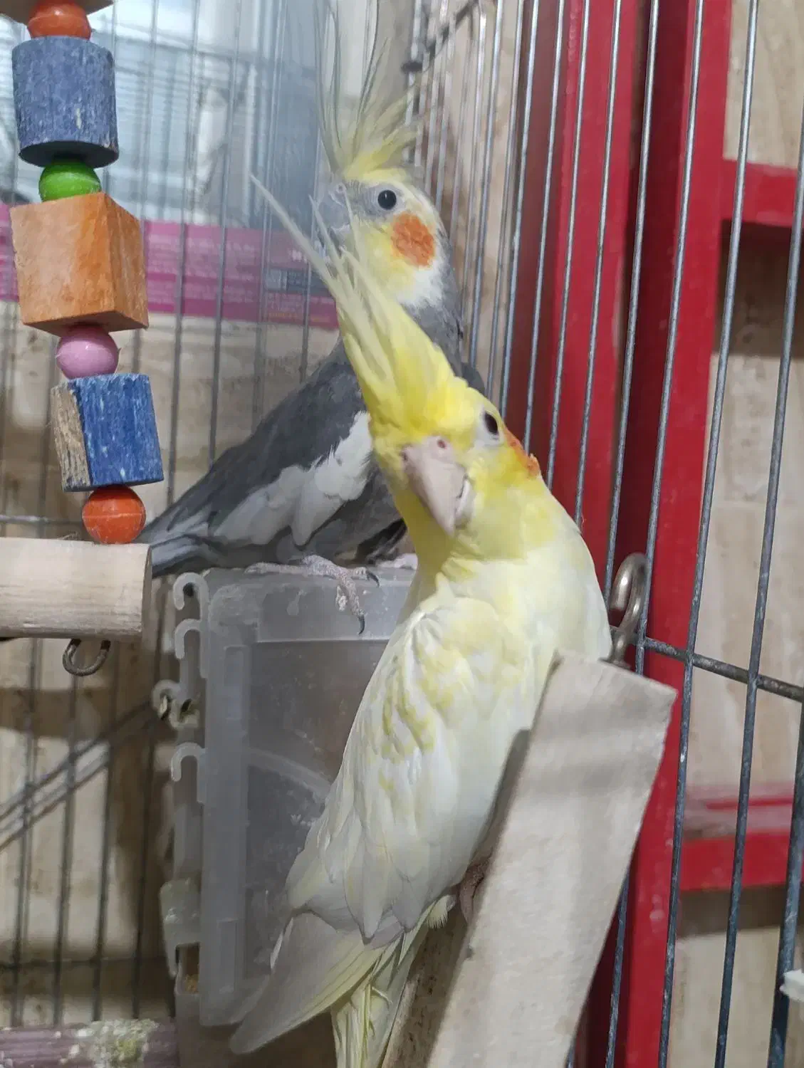 عروس هلندی جفت|پرنده|ساوه, |دیوار