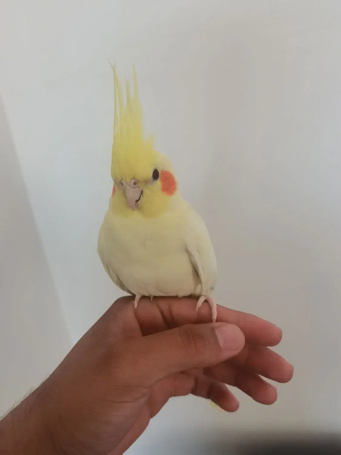 لوتینو نر|پرنده|نرماشیر, |دیوار