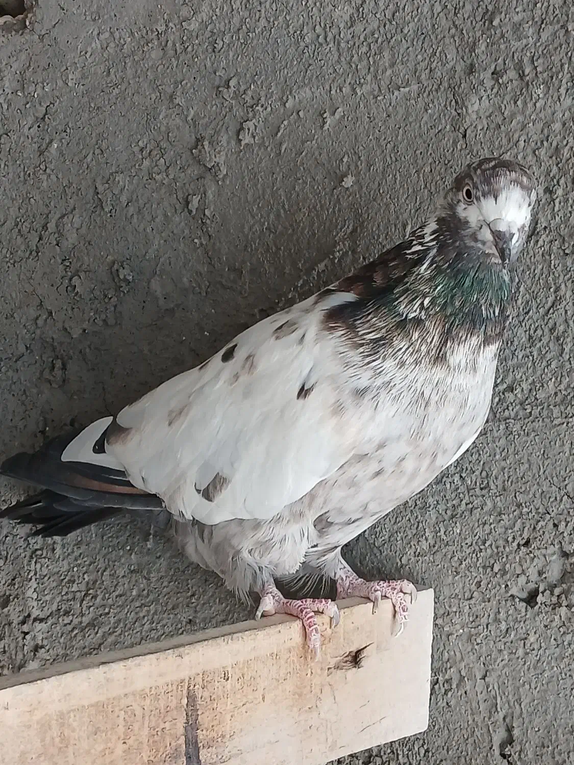 ماده|پرنده|ساوه, |دیوار