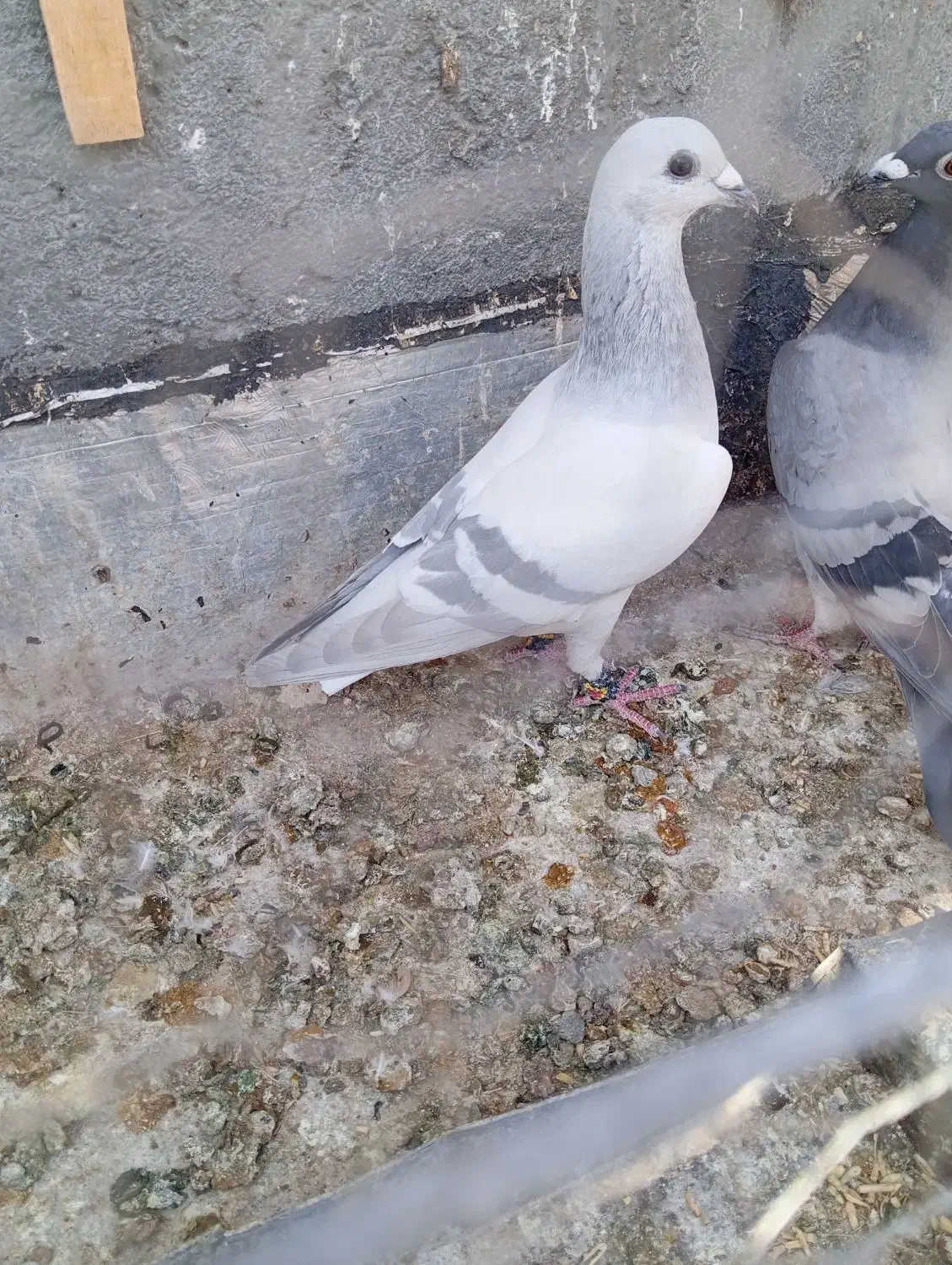 چهارتا کفتر همه نر|پرنده|مه ولات, |دیوار