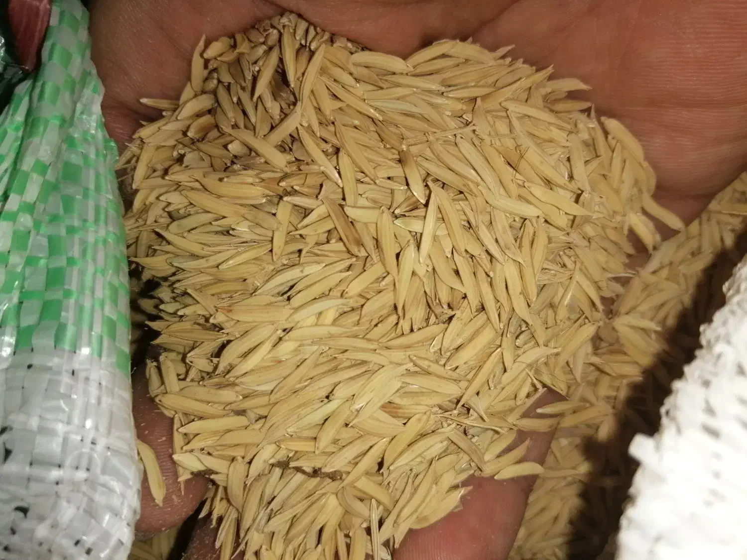 شالی فجر سوزنی 1کیسه|خوردنی و آشامیدنی|گنبد کاووس, |دیوار