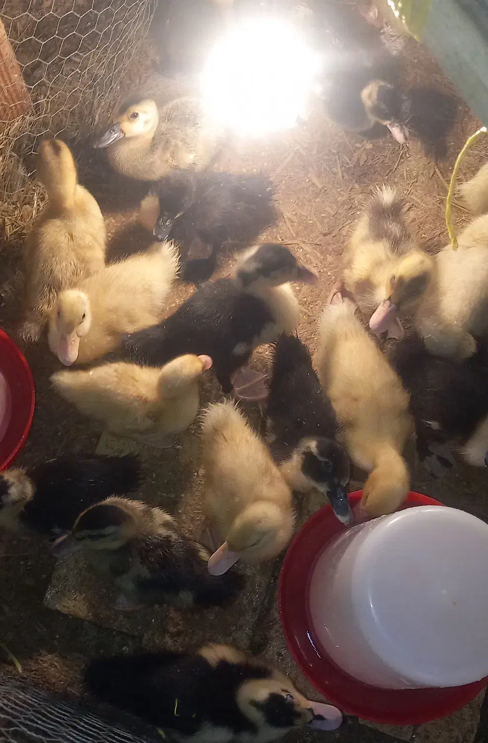 فروش اردک زنده|حیوانات مزرعه|بابلسر, |دیوار