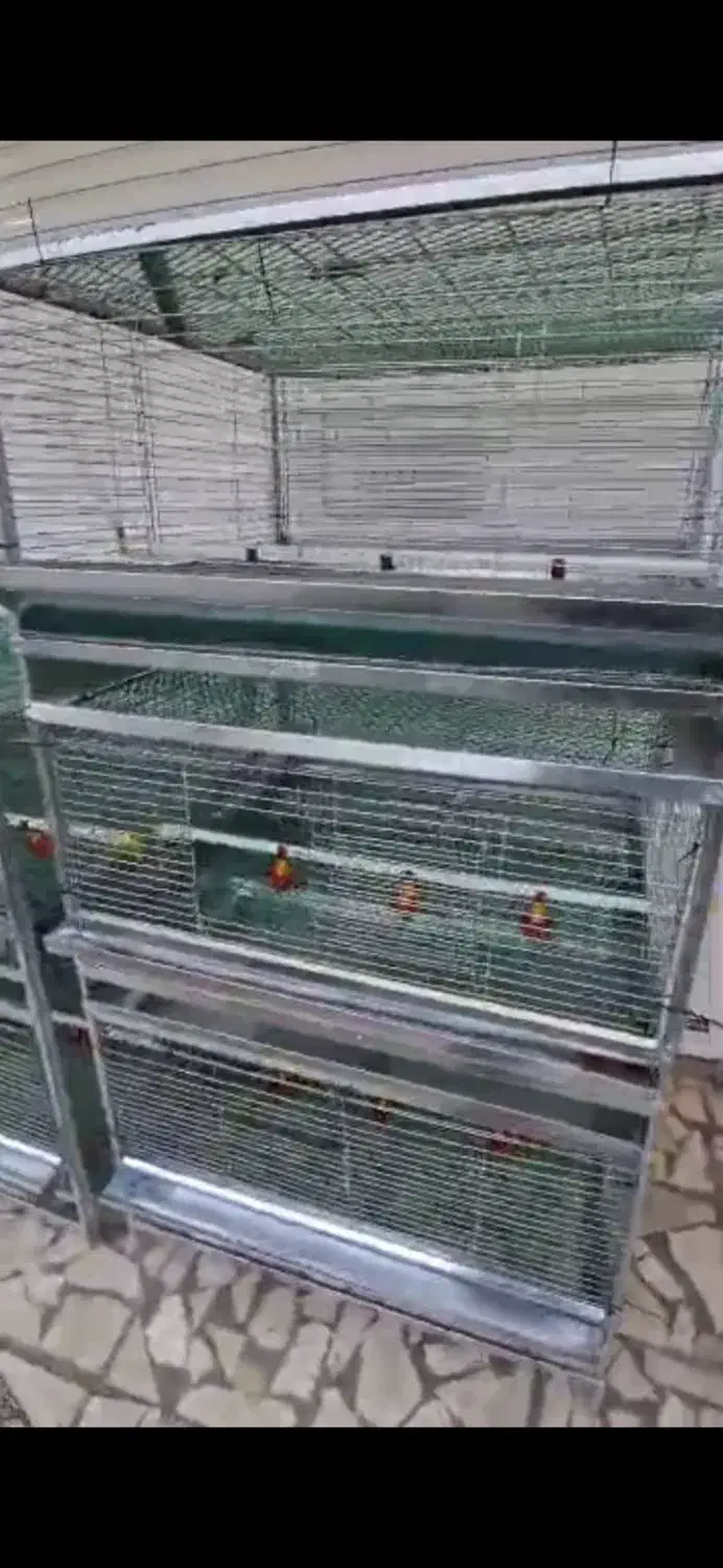 قفس بلدرچین ،قفس جوجه،ابخوری ،دانخوری|لوازم جانبی حیوانات|تنکابن, |دیوار