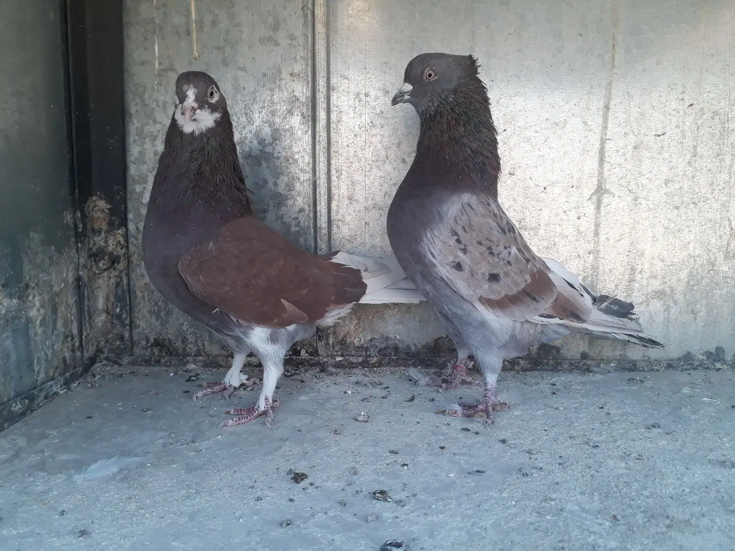 کبوتر نر و ماده|پرنده|تهران, یافت آباد شمالی|دیوار