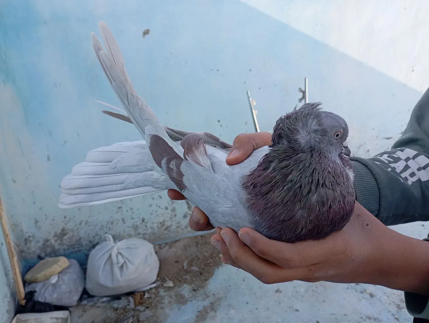 کبوتر|پرنده|شهرکرد, |دیوار