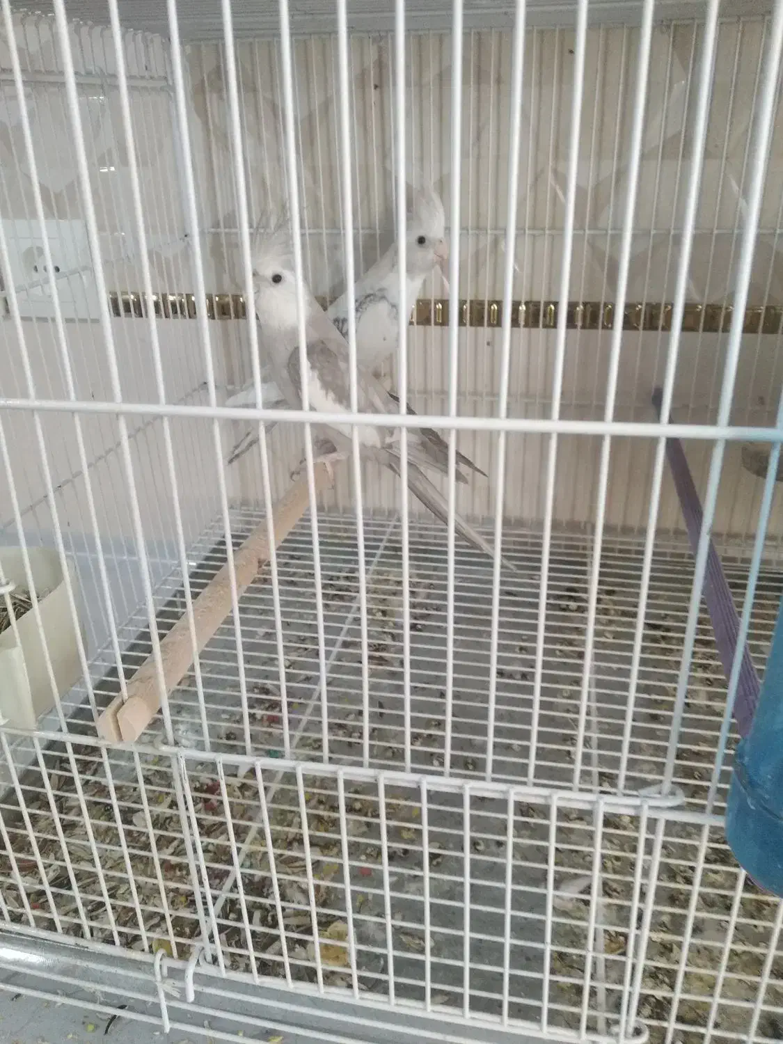 عروس هلندی مولد|پرنده|شیراز, سعدیه شمالی|دیوار