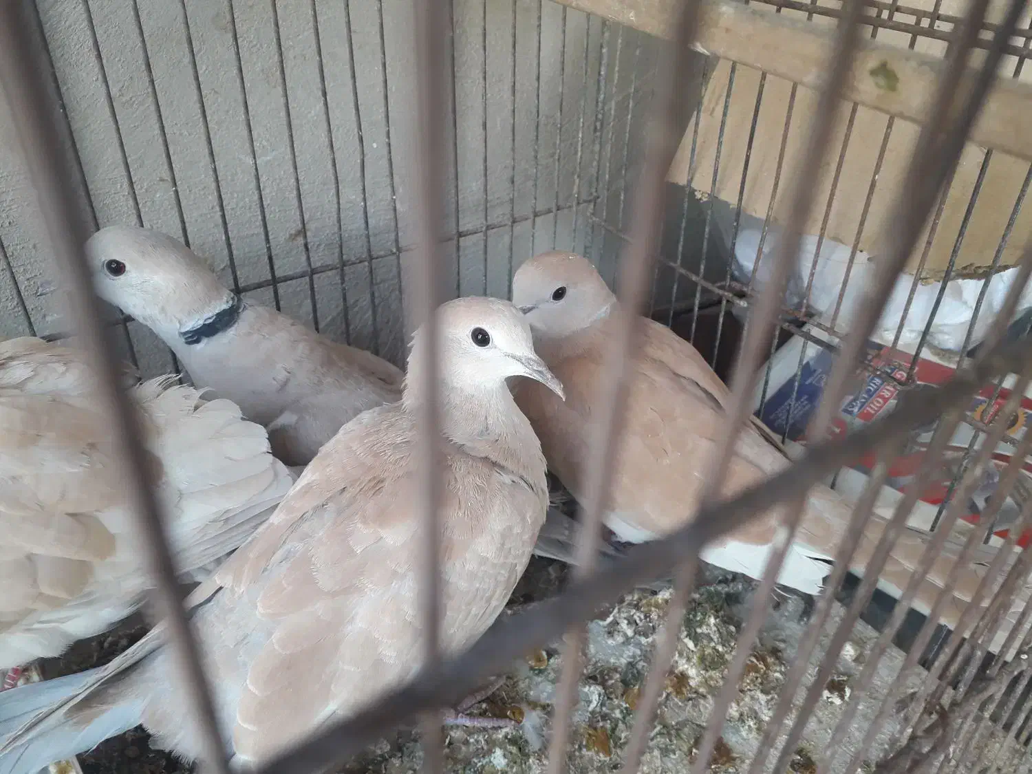 کبوتر خانگی|پرنده|زابل, |دیوار