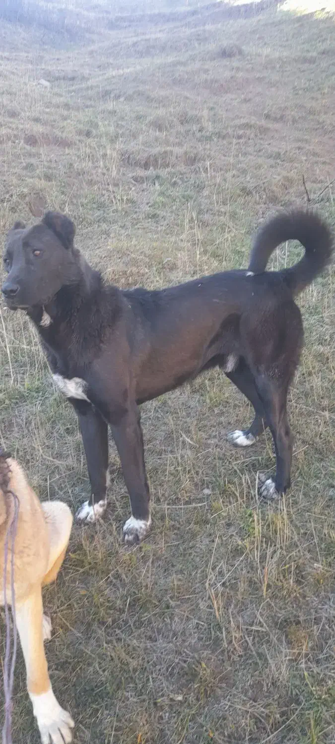 نیستم|سگ|ثمرین, |دیوار