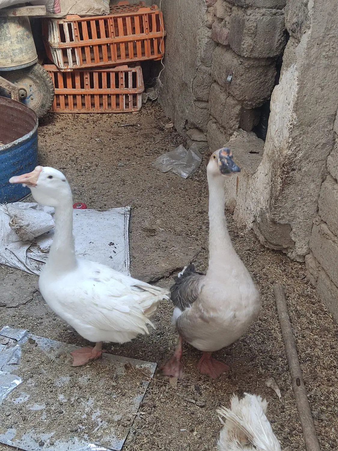 غوغاز|حیوانات مزرعه|زاهدان, |دیوار