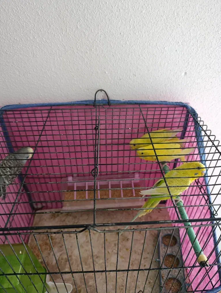 پرنده های خوش صدا|پرنده|شیراز, شهرک جماران|دیوار