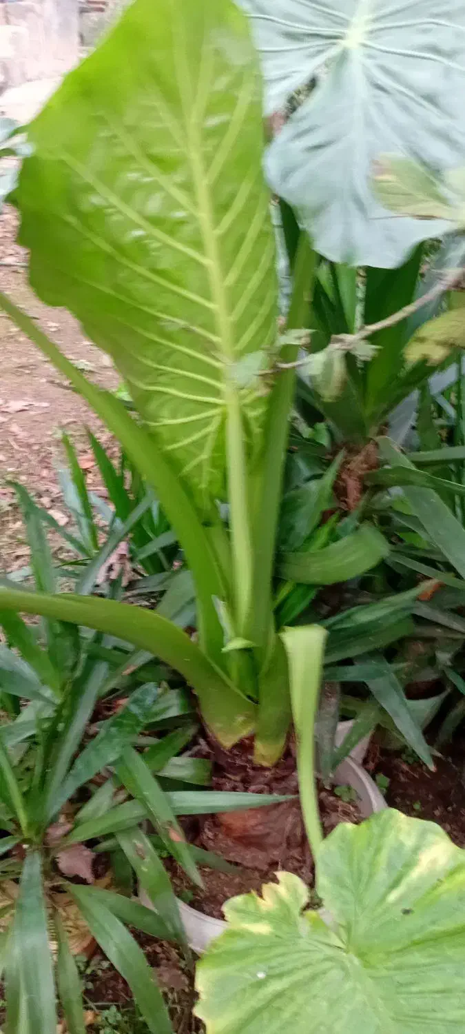 گل طبیعی|گل و گیاه طبیعی|رشت, کوی مهر|دیوار