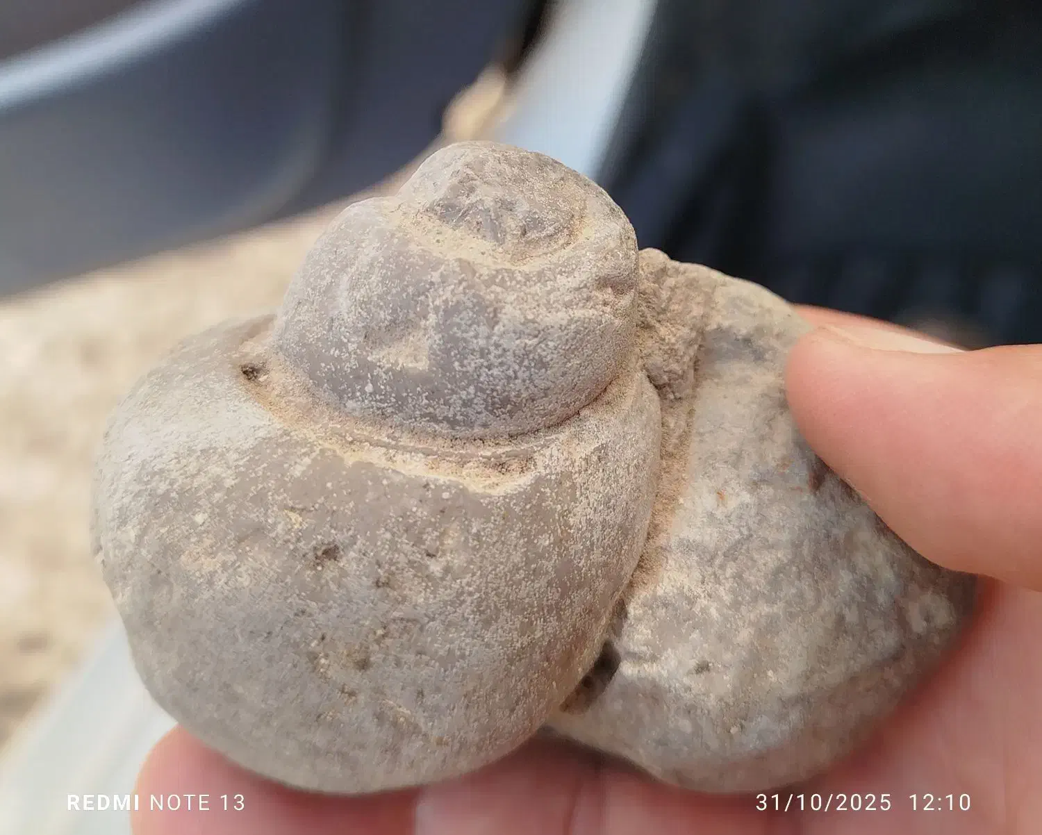 فسیل حلزون|کلکسیون اشیاء عتیقه|شیراز, کیان شهر|دیوار