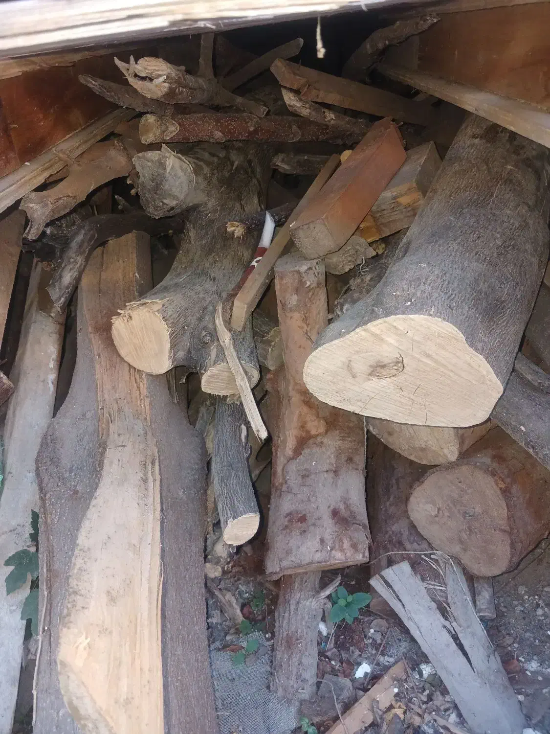 هیزم|گل و گیاه طبیعی|نوشهر, |دیوار