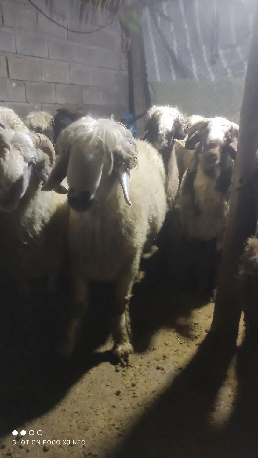 بره پرواری|حیوانات مزرعه|دهدشت, |دیوار