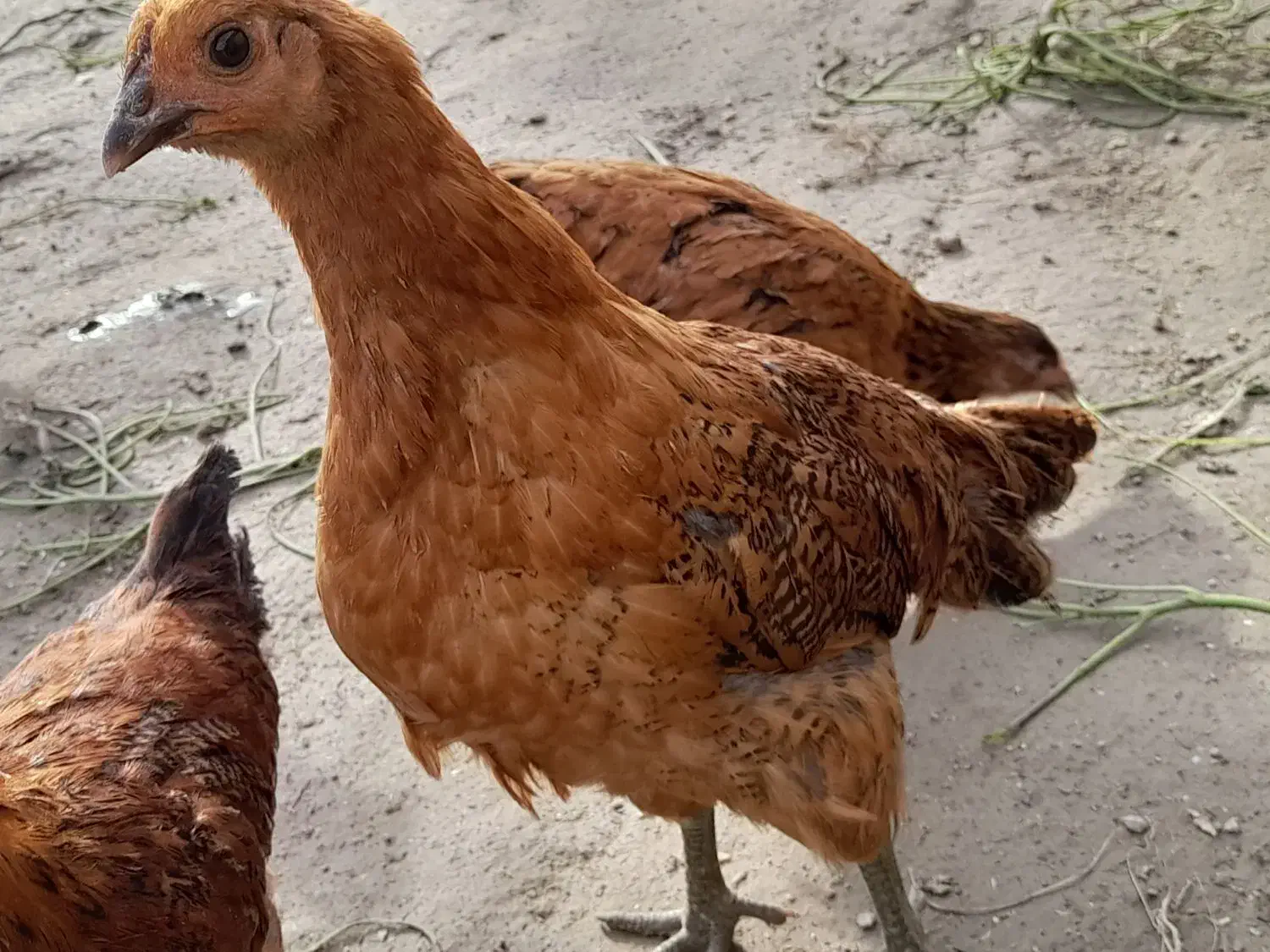 مرغ و خروس نیمچه|حیوانات مزرعه|سیمین شهر, |دیوار