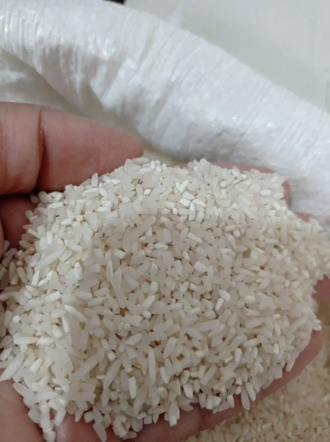 میان باری برنج فجر سوزنی امساله...خوشپخت|خوردنی و آشامیدنی|فاضل آباد, |دیوار