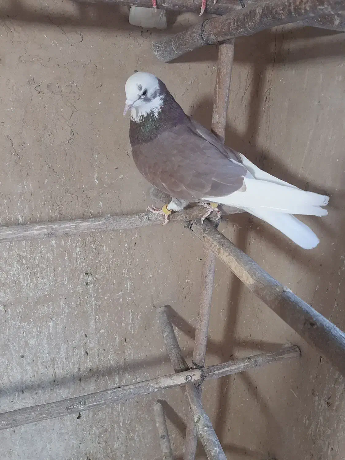 کبوتر سرور|پرنده|قم, کیوانفر|دیوار