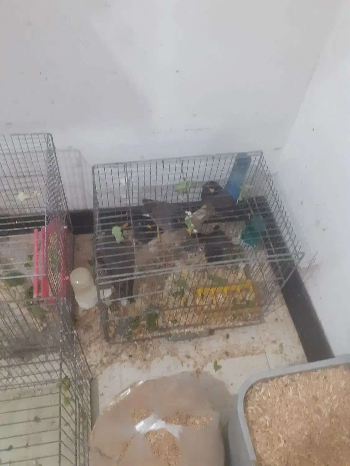 جوجه مینا پونصد|پرنده|محمدشهر, محمدشهر|دیوار