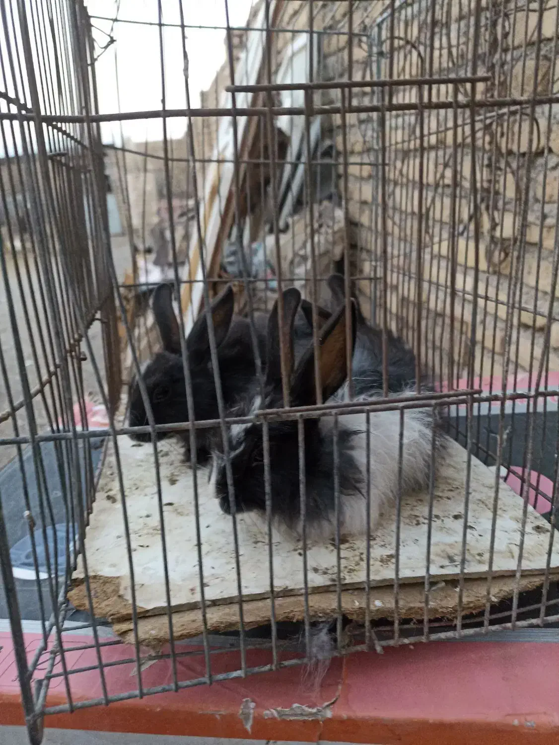 بچه خرگوش نروماده|موش و خرگوش|تربتحیدریه, پایانه مسافربری تربت حیدریه|دیوار