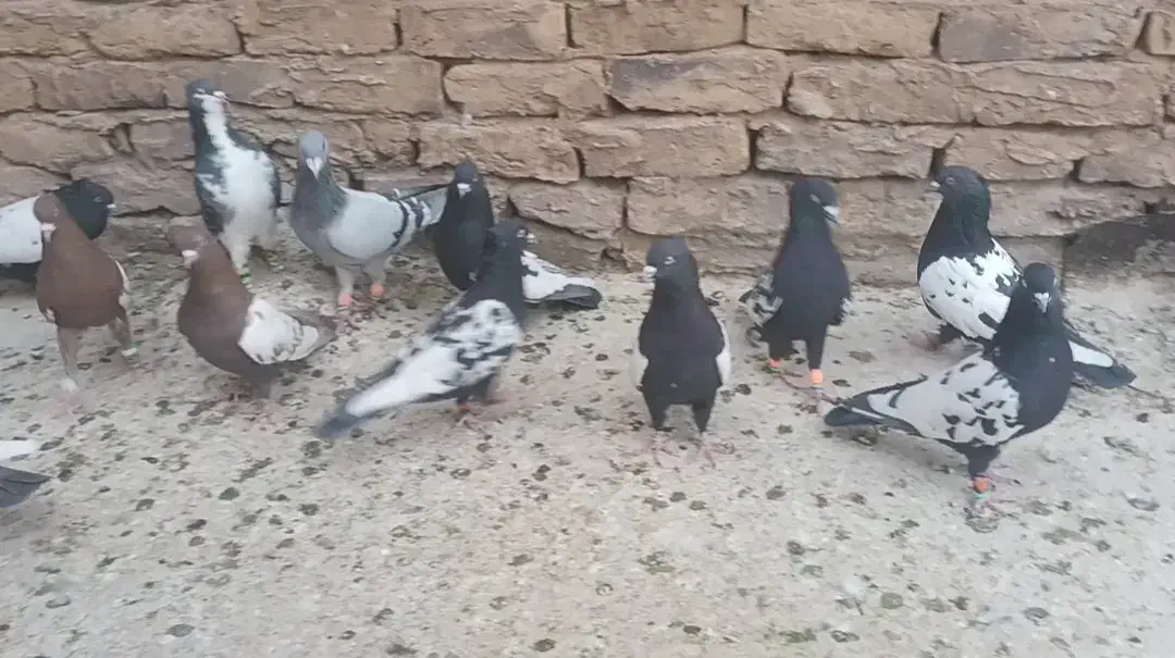 فروشی کبوتر سینه سیاه|پرنده|رشتخوار, |دیوار