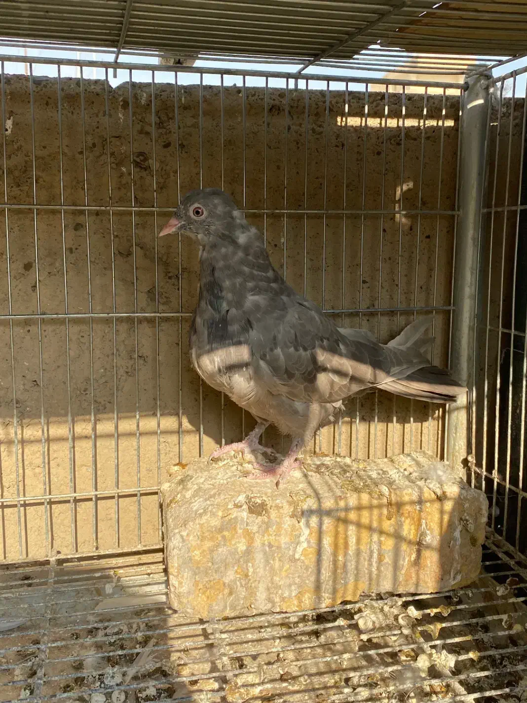 کبوتر پرشی|پرنده|اصفهان, باب الدشت|دیوار