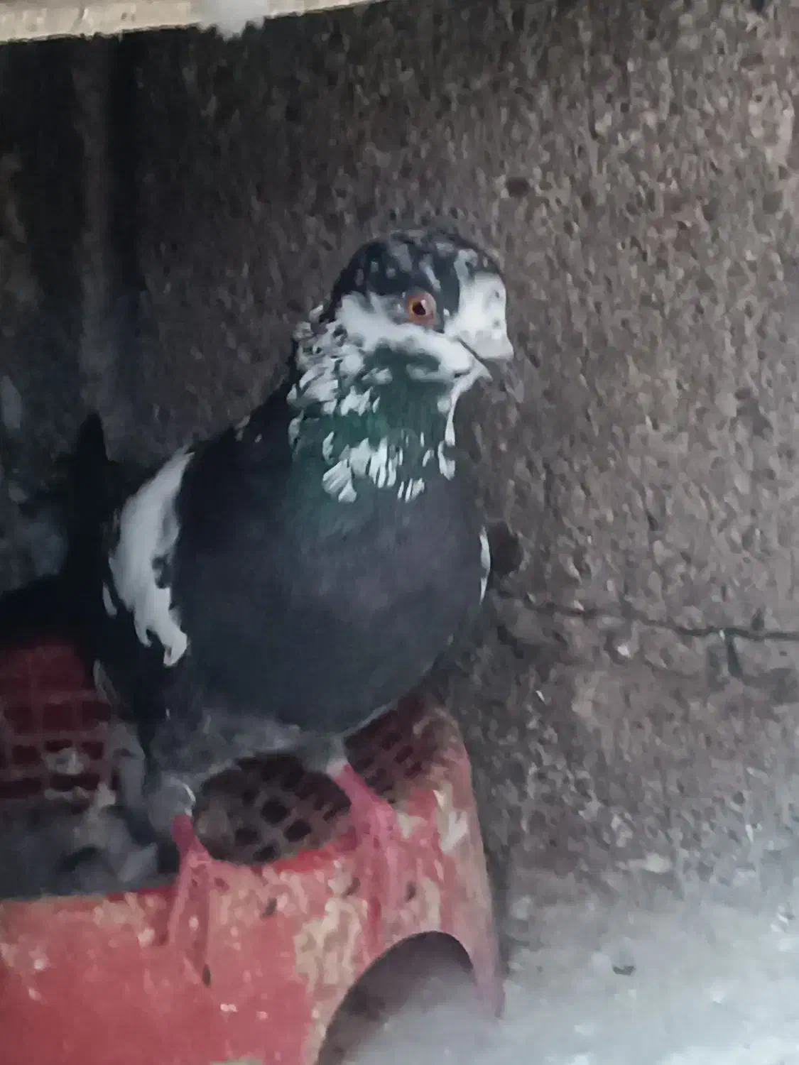 کبوتر ساده. مگسی نر و سوسکی|پرنده|گنبد کاووس, |دیوار