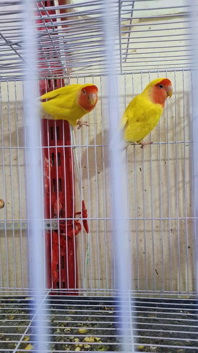 پرنده ها فروشی ب علت جمع کردن|پرنده|سراوان, |دیوار