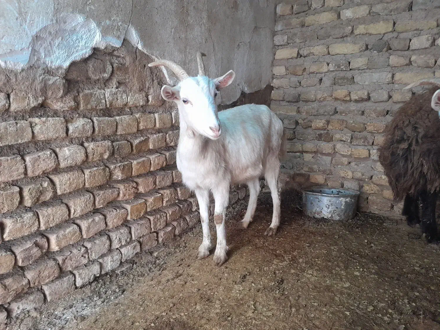بز سانن|حیوانات مزرعه|تربت‌حیدریه, بالا ولایت|دیوار
