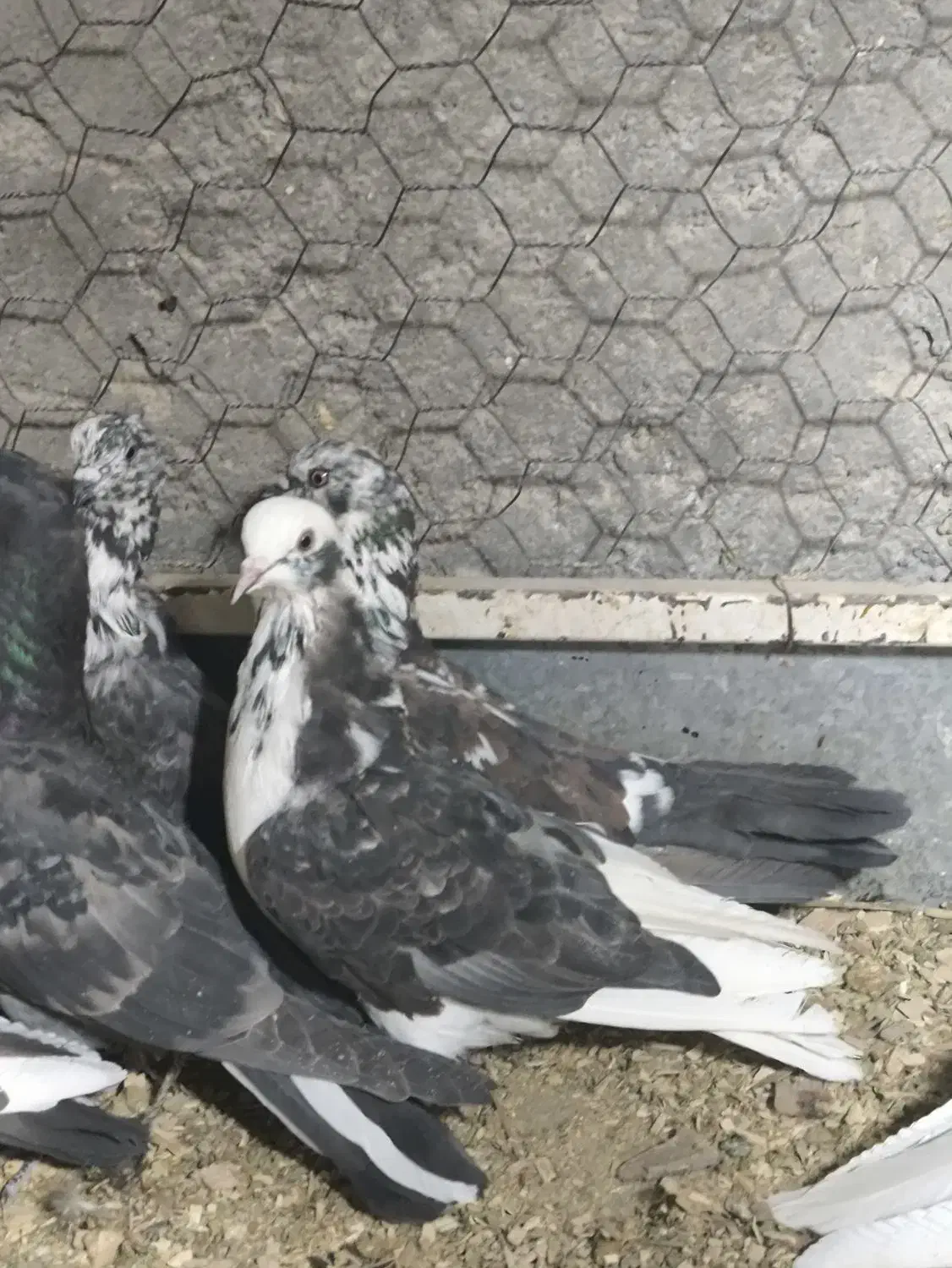 کفتر|پرنده|سیرجان, |دیوار