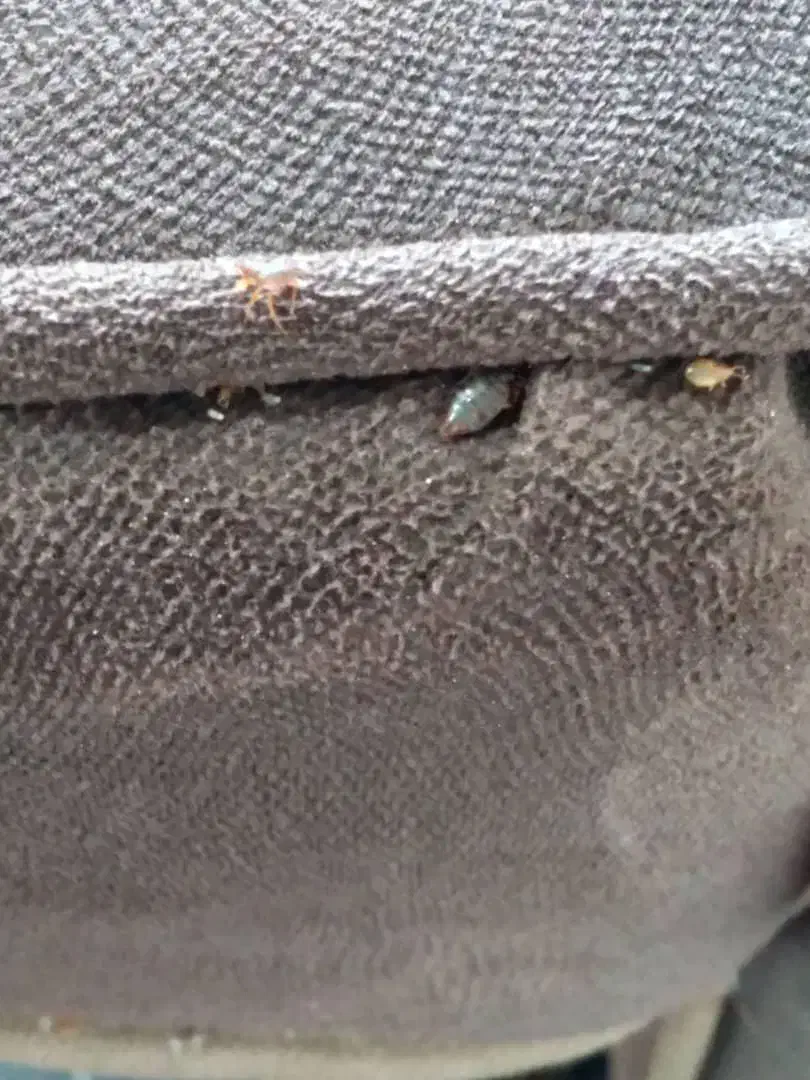 سمپاشی فوری تخصصی باضمانت نامه کتبی  ساس سوسک موش|خدمات نظافت|ملارد, |دیوار