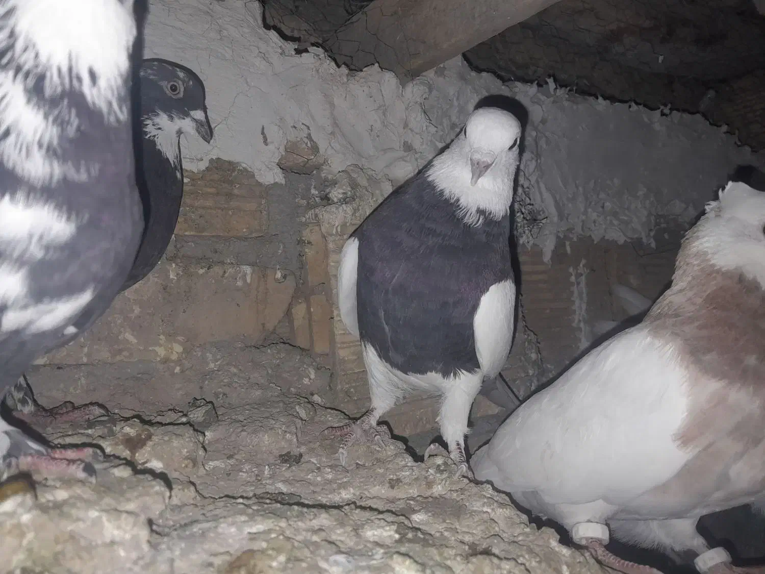 طوقی|پرنده|لاران, |دیوار