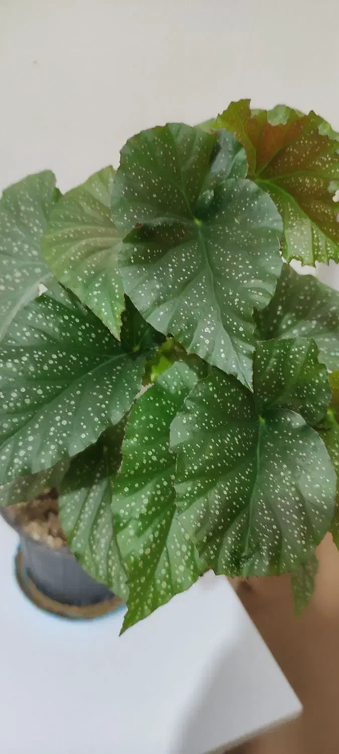 گل بگونیا خالدار|گل و گیاه طبیعی|زنجان, |دیوار