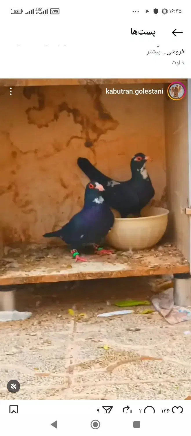 جوجه پلنگ|حیوانات مزرعه|کرمان, |دیوار