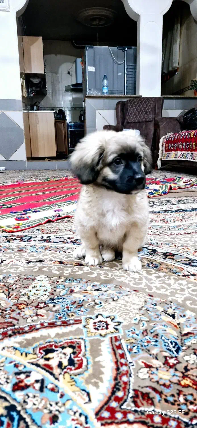 واگذاری سگ خانگی|سگ|شهرضا, |دیوار