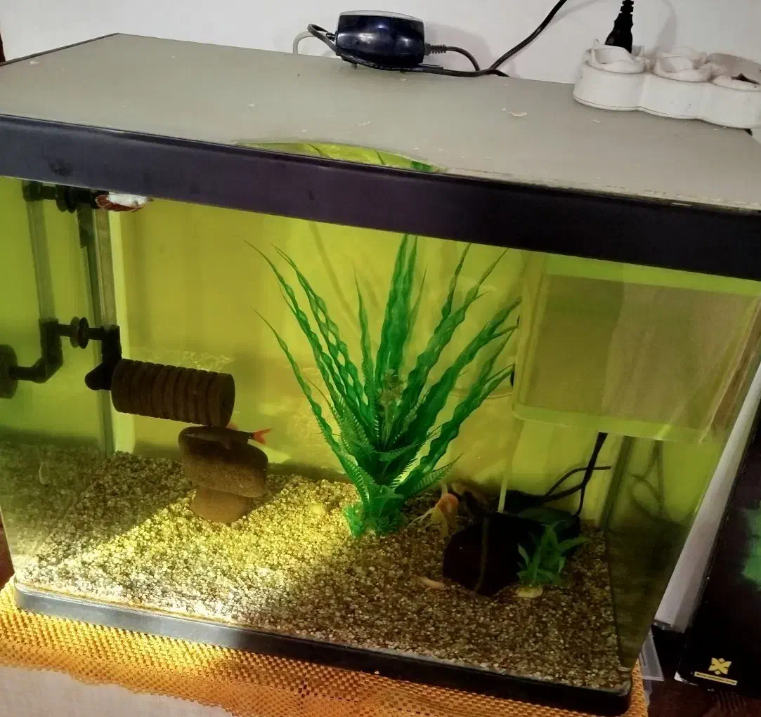 اکواریوم همراه وسایل|ماهی|رودسر, |دیوار