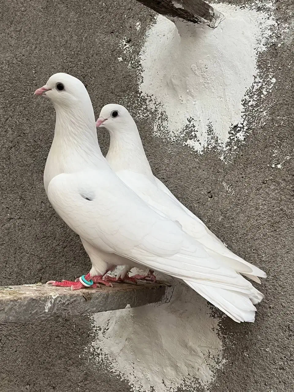 معاوضه یا فروش جفت کبوتر پرشی|پرنده|آمل, |دیوار