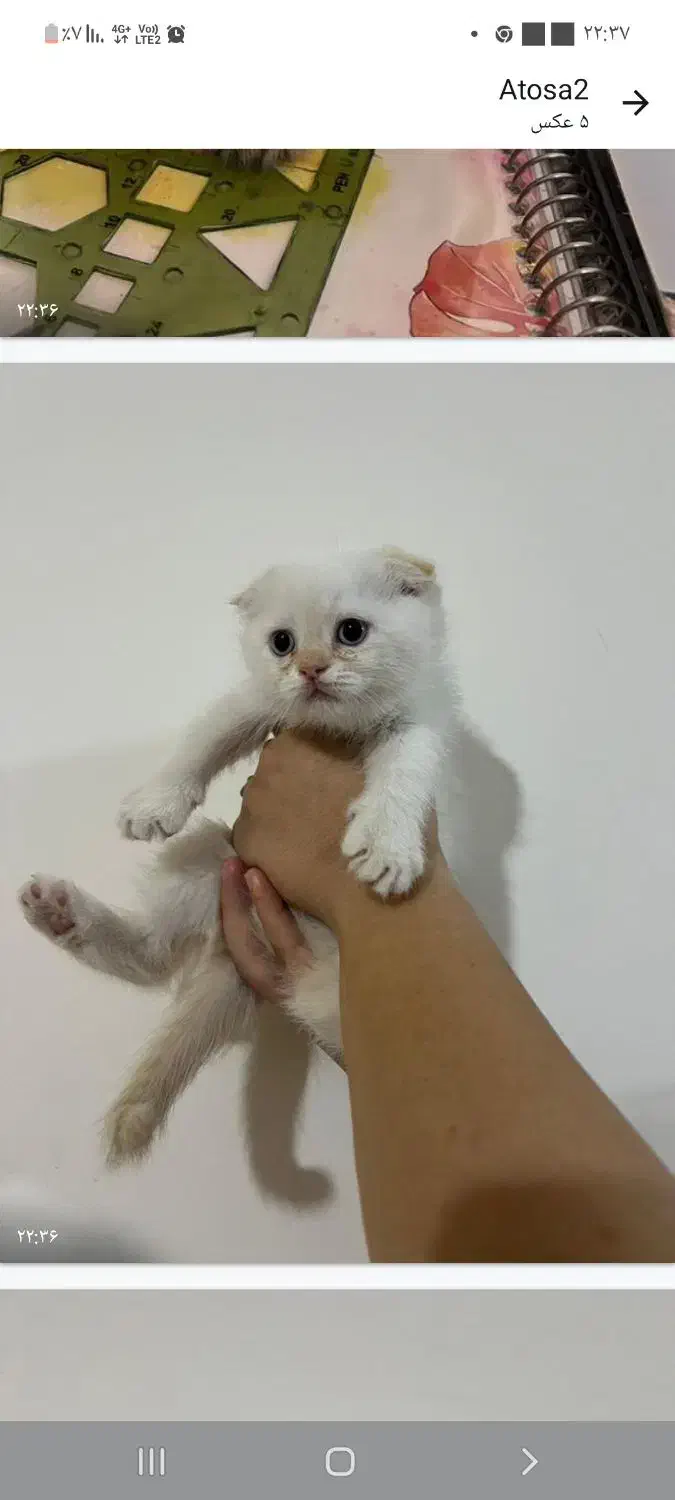 واگذاری بچه گربه اسکاتیش|گربه|کاشان, امیرکبیر|دیوار
