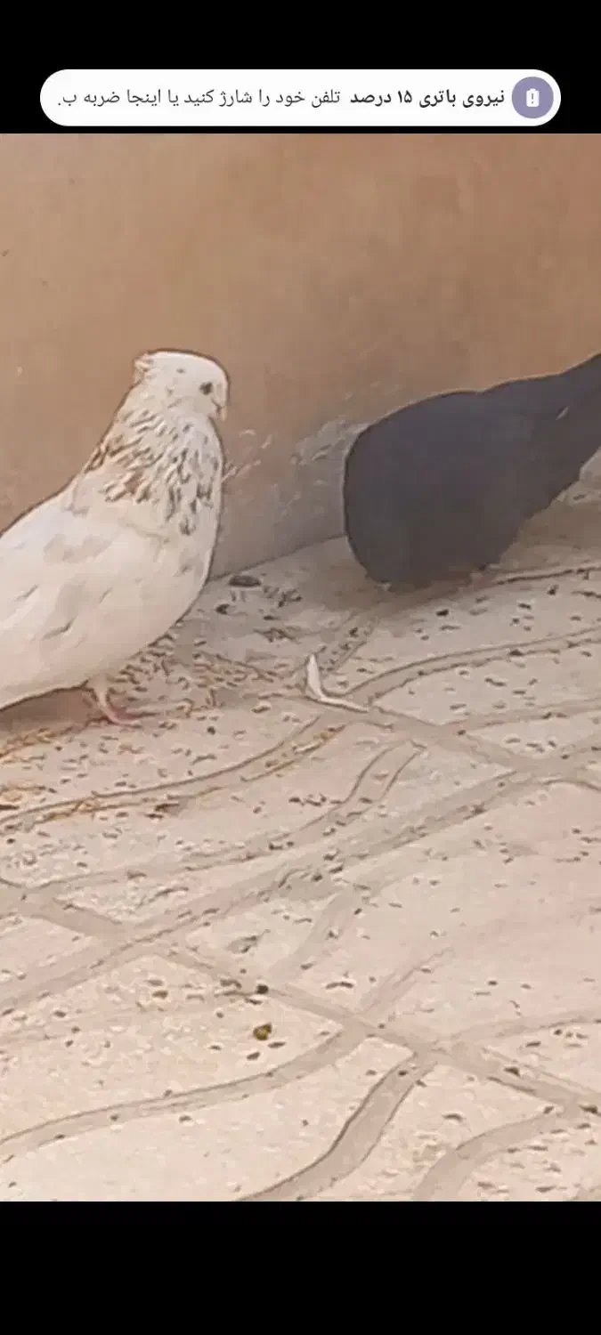 گم شده .نر شمشادی.نر کرز و ماده زاغ|حیوانات|کرمانشاه, |دیوار