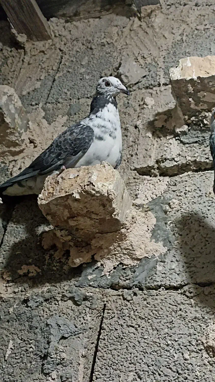 کبوتر المانی|پرنده|ایرانشهر, |دیوار