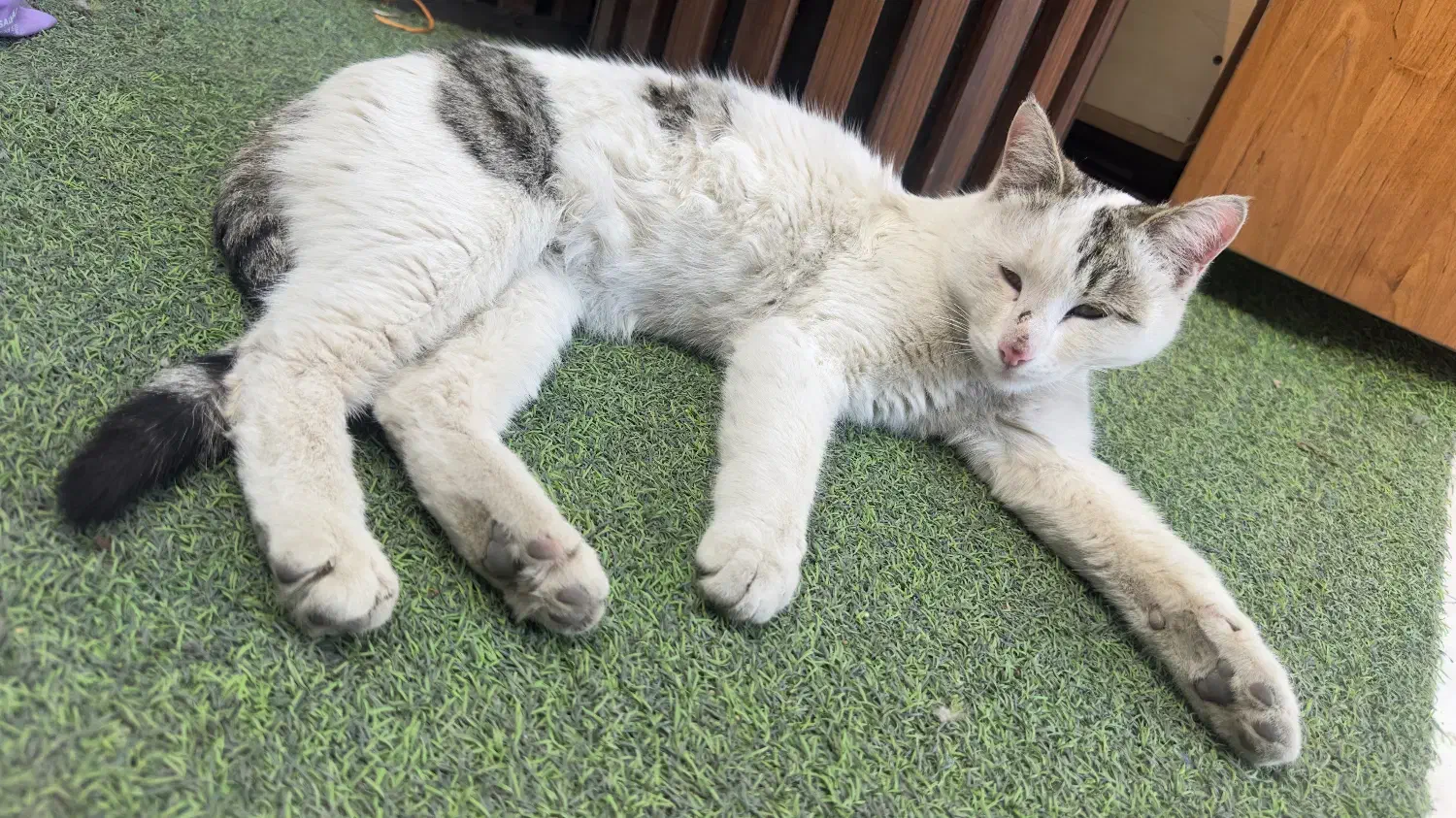 واگذاری گربهdsh|گربه|قم, زنبیل آباد|دیوار