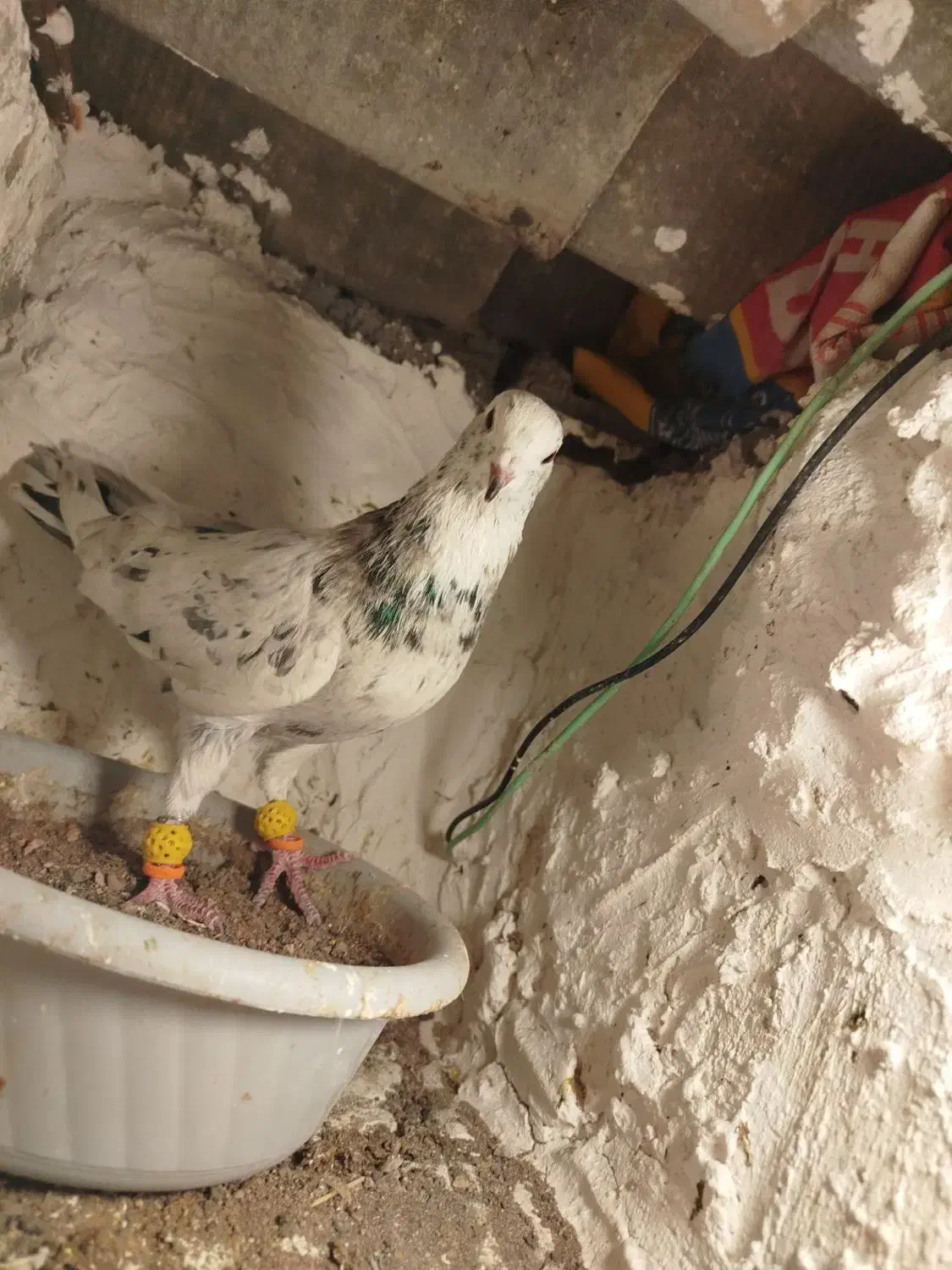 کبوتر هفت رنگ|پرنده|بوئین زهرا, |دیوار