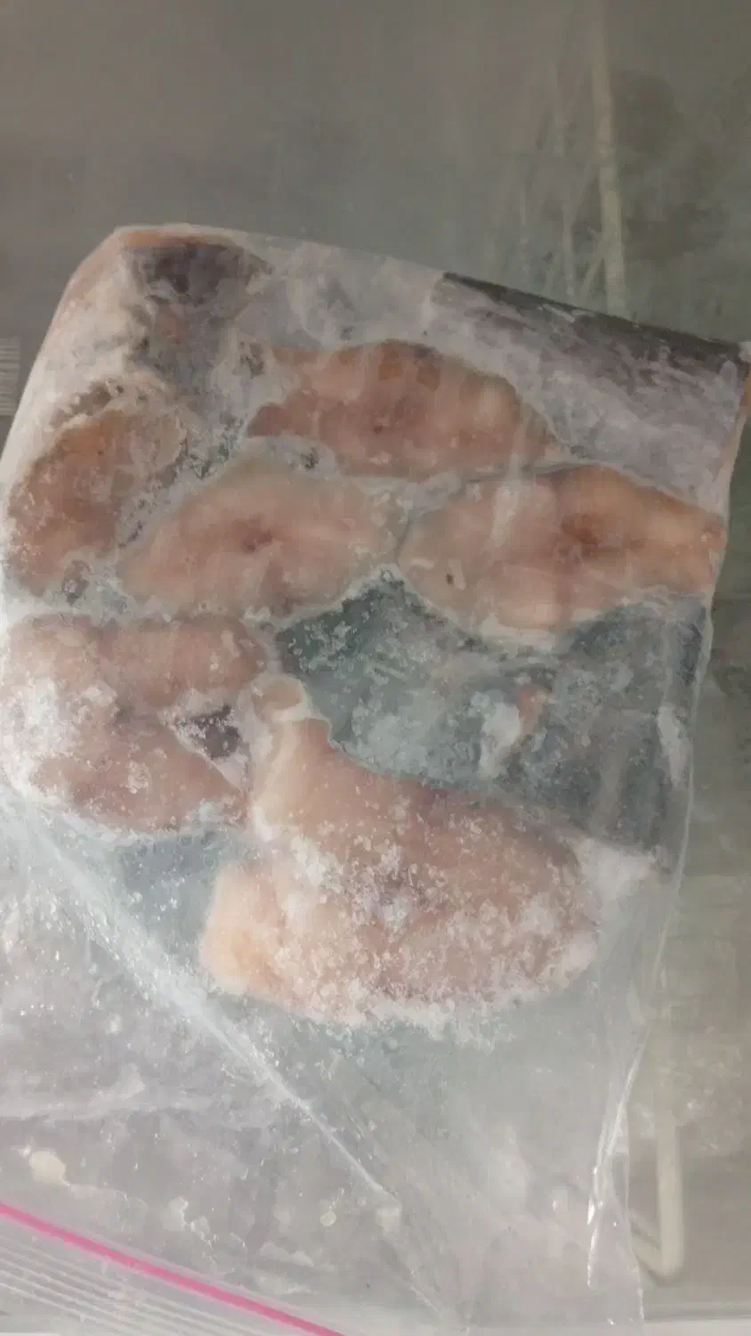 شیر ماهی|ماهی|یزد, |دیوار