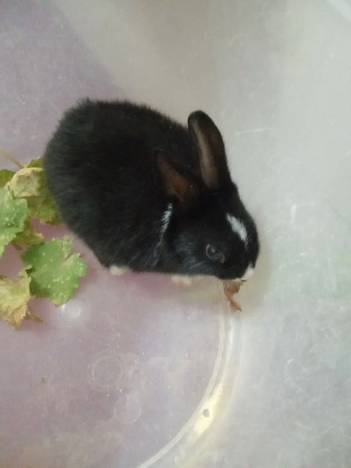 بلک کوچولو|موش و خرگوش|یزد, |دیوار