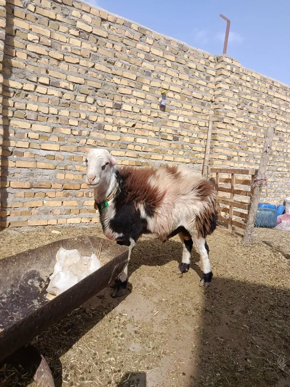 شیشک بروجردی اصیل|حیوانات مزرعه|تایباد, |دیوار