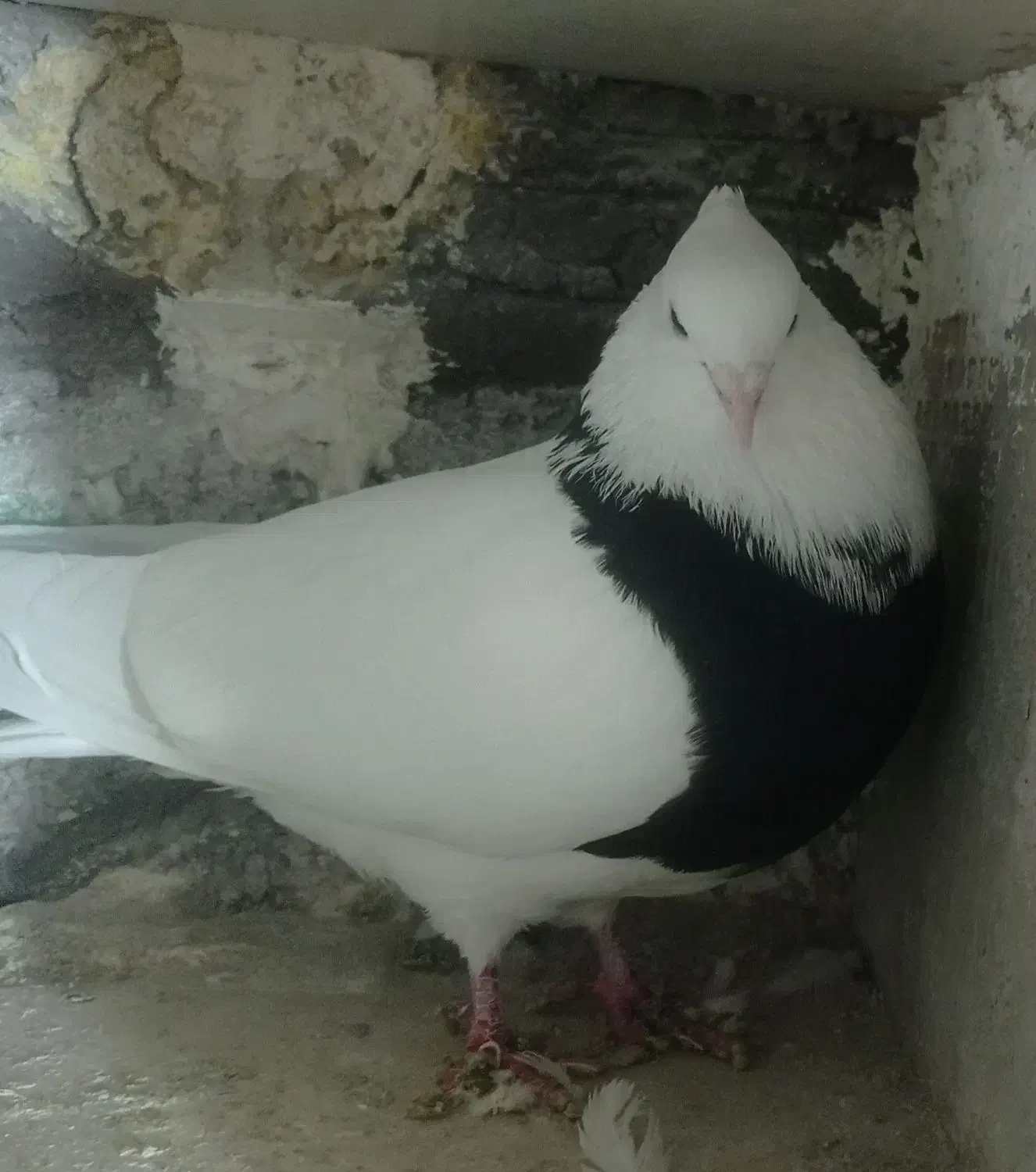 طوقی|پرنده|عجب شیر, |دیوار