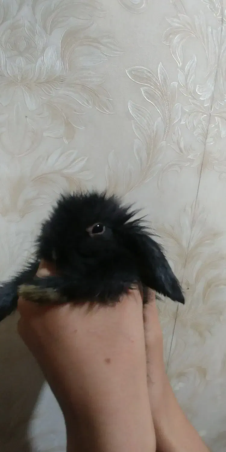 بچه خرگوش لوپ هلندی|موش و خرگوش|اسلام‌شهر, زرافشان|دیوار