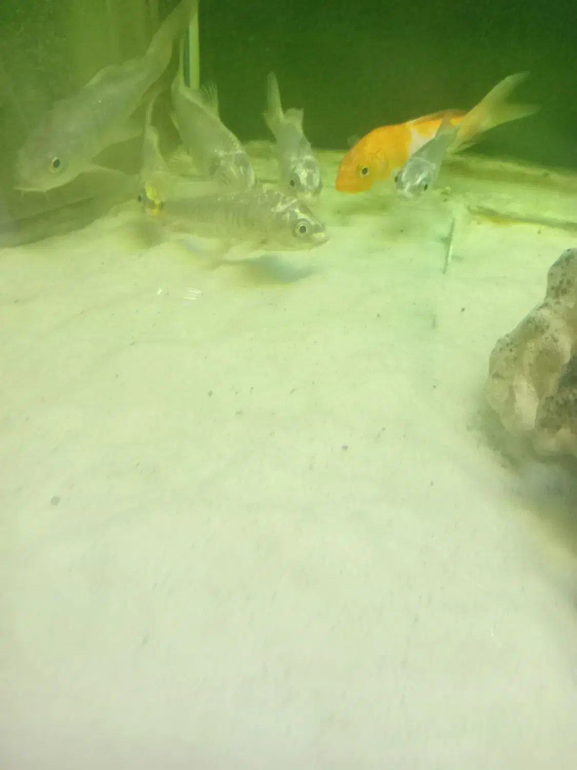 ماهی کوکی|ماهی|تهران, حشمتیه|دیوار