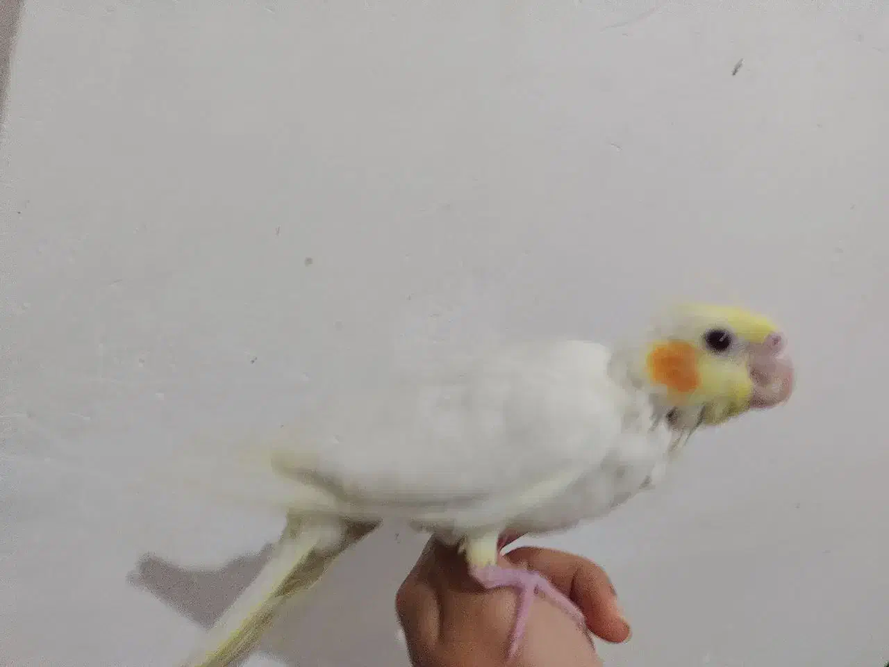 جوجه عروس هلندی .|پرنده|زابل, |دیوار