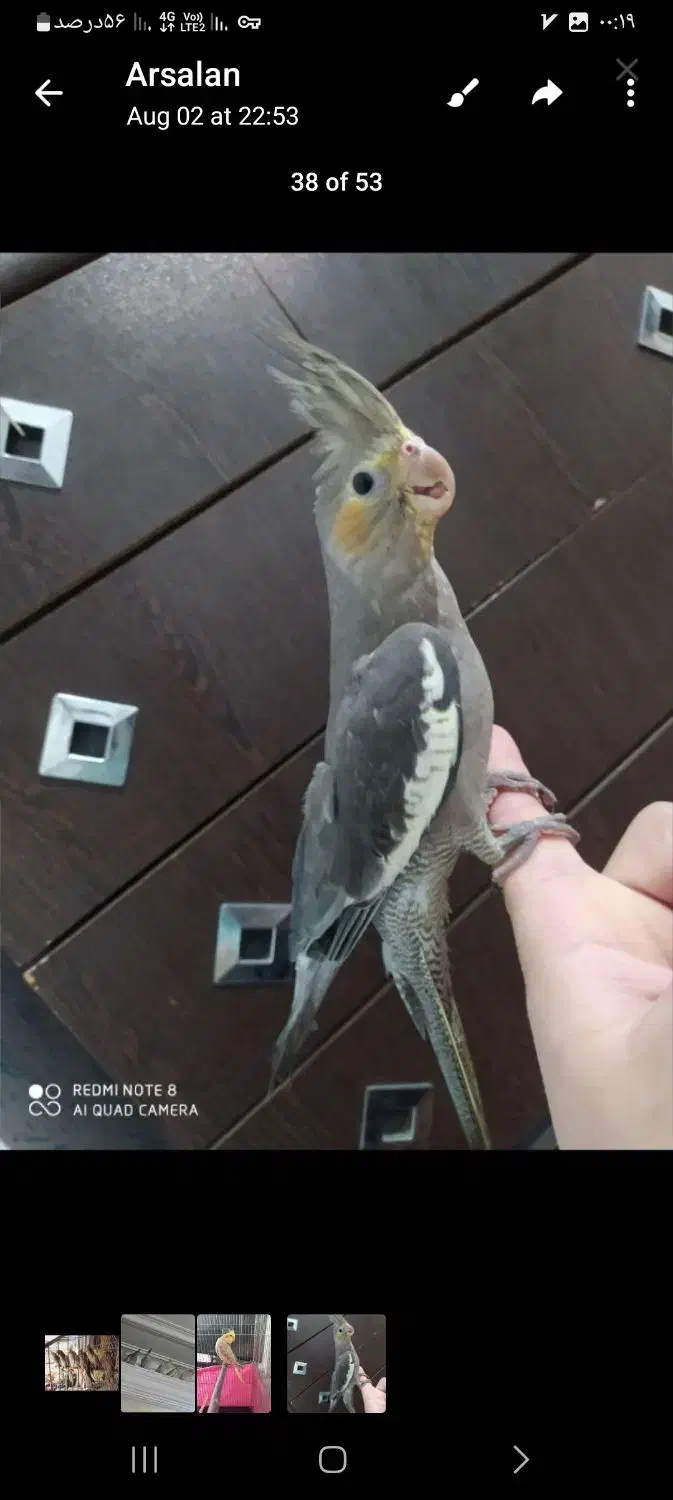 فروش عروس هلندی|پرنده|آستانه اشرفیه, |دیوار